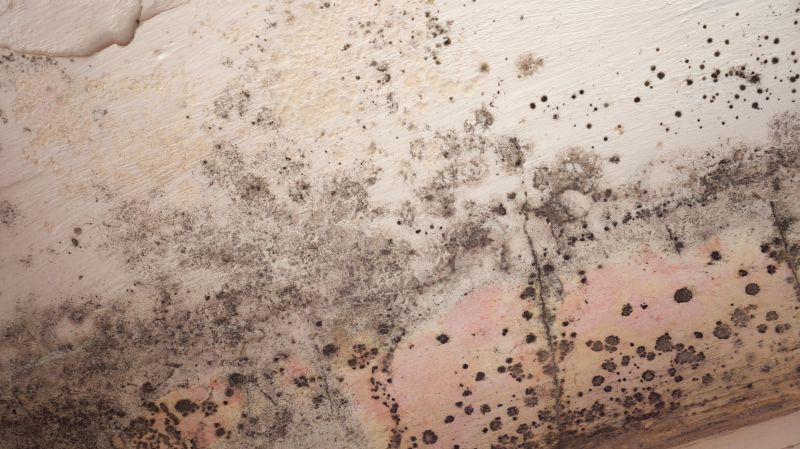 Attic Mold Remediation in Bergen County, NJ