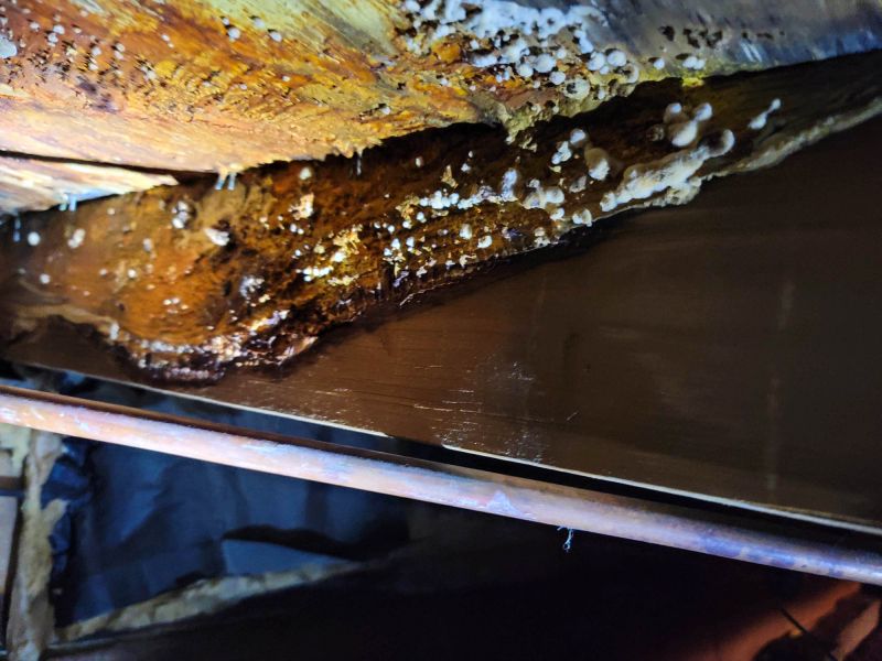 Basement Mold Removal in Boca Raton, FL