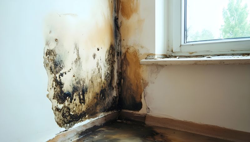 Attic Mold Remediation in Jupiter, FL