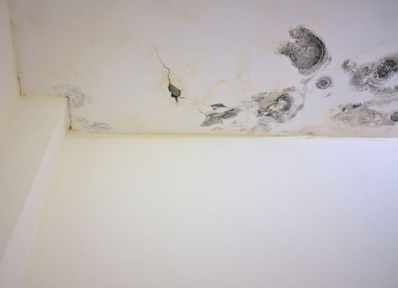 Garage Mold Remediation in Frisco, TX