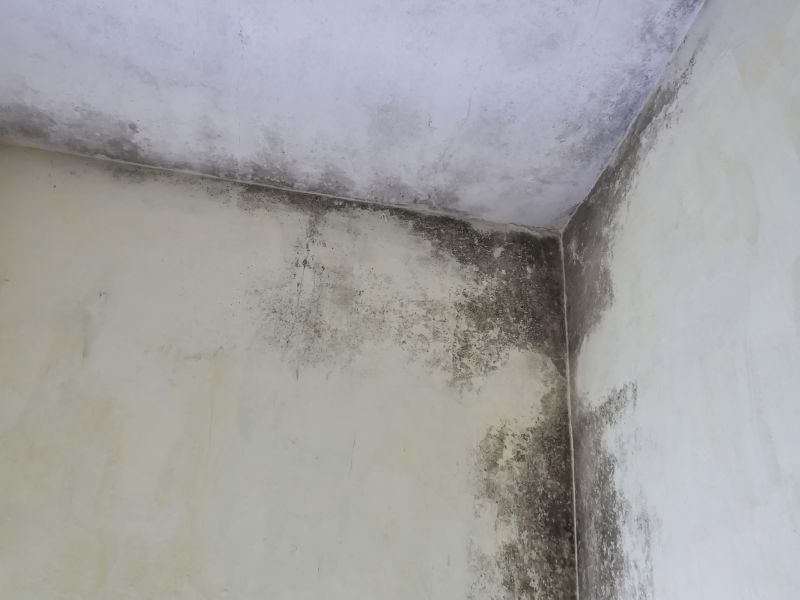 Garage Mold Remediation in West Palm Beach, FL