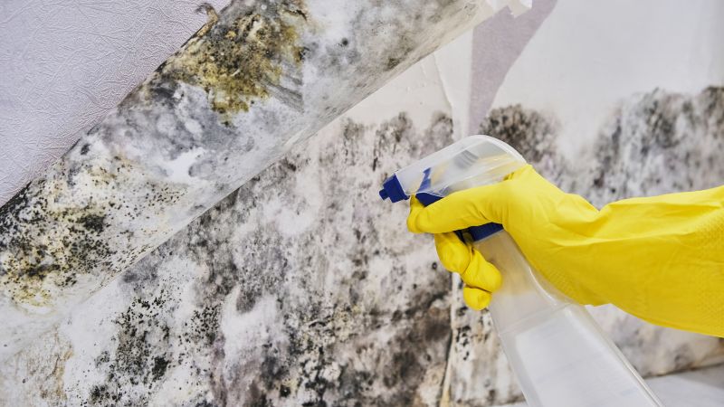 Mold Abatement in Frisco, TX
