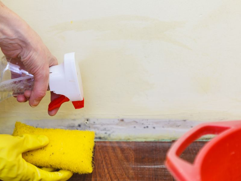 Mold Cleanup Service in Essex County, NJ