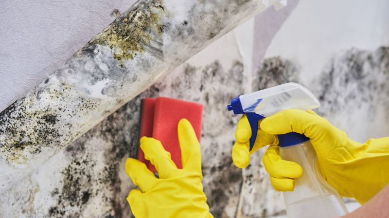 Mold Cleanup Service in Dallas, TX