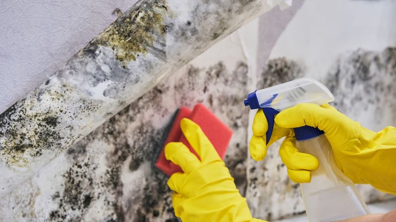 Mold Control in Jupiter, FL