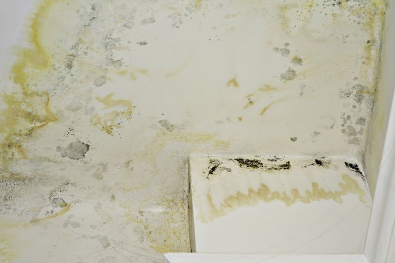 Mold Remediation Service in Essex County, NJ