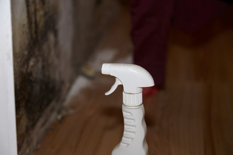 Mold Removal in Fort Lauderdale, FL