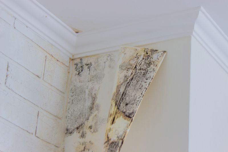 White Mold Mitigation in Dallas, TX